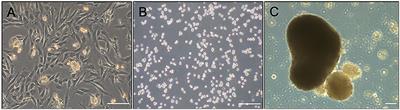 In vitro Effects of Methylprednisolone Acetate on Equine Deep Digital Flexor Tendon-Derived Cells